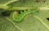 Xestia triangulum: Young larva (eastern Swabian Alb, Southern Germany, September 2011) [M]