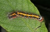 Acronicta tridens: Larva (Dettenheim, Upper Rhine, September 2011) [M]