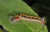 Acronicta tridens: Larva (Dettenheim, Upper Rhine, September 2011) [M]