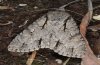 Acronicta tridens: Adult (e.l. Northern Greece, Askio mountains) [S]