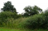 Acronicta tridens: Larval habitat at the Upper Rhine near Dettenheim (September 2011). Larval record on Salix cinerea. [N]