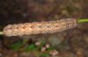 Polia trimaculosa: Larva (e.l. northern Black Forest, SW-Germany) [S]