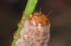 Polia trimaculosa: Larva: head [S]