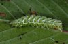 Abrostola tripartita: Larva (eastern Swabian Alb, Southern Germany, September 2010) [M]