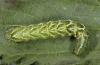 Abrostola tripartita: Larva (e.l. Upper Rhine 2012) [S]