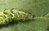 Abrostola tripartita: Larva (e.l. Upper Rhine 2012) [S]