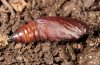 Abrostola tripartita: Pupa [S]