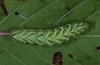 Abrostola tripartita: Larva (eastern Swabian Alb, Southern Germany, September 2010) [M]