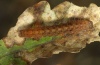 Trisateles emortualis: Half-grown larva (eastern Swabian Alb, Southern Germany 2011) [S]