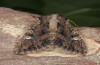 Polymixis trisignata: Weibchen (e.l. Zypern, Paphos, Arkoursos, halbwüchsige Raupe Ende Februar 2018) [S]