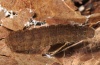 Paracolax tristalis: Larva (e.l. Upper Rhine 2011) [S]