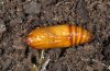 Agrotis trux: Pupa (e.l. Valais, Switzerland) [S]