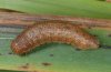 Mythimna turca: Half-grown larva in autumn (eastern Swabian Alb, Southern Germany, September 2009) [M]