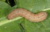 Pseudenargia ulicis: Larva (e.l. S-Spain, Sierra Nevada, larva in late March 2019) [S]
