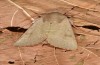 Pseudenargia ulicis: Male (e.l. S-Spain, Sierra Nevada, larva in late March 2019) [S]