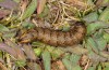 Cucullia umbratica: Larva (east Pyrenees, Canigou, 1800m asl, mid-October 2013) [N]