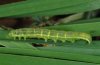 Deltote uncula: Raupe