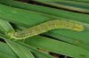 Deltote uncula: Raupe