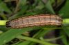 Mythimna unipuncta: Larva, dark form (La Gomera, December 2011) [S]