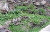 Mythimna unipuncta: Larvalhabitat auf La Gomera im Dezember 2011: feuchte Flur frisch austreibender Gräser [N]
