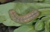Mniotype usurpatrix: Larva after the last moult (e.l. La Gomera) [S]