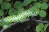 Panchrysia v-argenteum: Raupe (e.l. Münstertal, Südtirol, Anfang Juni 2015) [S]