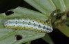 Euchalcia variabilis: Raupe (Ostalb, Mai 2013) [N]