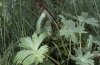 Euchalcia variabilis: Geh�use einer halbw�chsigen Raupe an Aconitum vulparia