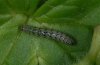 Euchalcia variabilis: Jungraupe