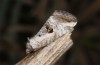 Elaphria venustula: Falter (e.l. Ungarn, Dabas, Raupe im September 2019) [S]