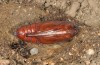 Cucullia verbasci: Pupa (e.l. rearing, Greece, Samos Island, larva in May 2017) [S]