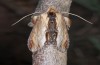 Cucullia verbasci: Adult (e.l. rearing, Bulgaria, Rila Mountains, larva in early August 2015) [S]
