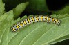 Cucullia verbasci: Half-grown larva on Scrophularia umbrosa (S-Germany, eastern Swabian Alb, June 2010) [N]