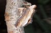 Cucullia verbasci: Adult (e.l. rearing, Bulgaria, Rila Mountains, larva in early August 2015) [S]