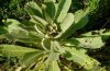 Cucullia verbasci: Fraßbild an Verbascum thapsus (Schwäbische Alb) [N]