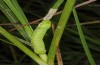 Xylena vetusta: Half-grown larva (Greece, Lesbos Island, May 2019) [N]