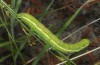 Xylena vetusta: Larva (Greece, Lesbos Island, May 2019) [N]