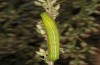 Eucarta virgo: Larva (E-Germany, Saxony, Oberlausitz, mid-August 2017) [S]