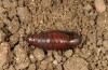 Eucarta virgo: Pupa (e.l. rearing, E-Germany, Saxony, Oberlausitz, larva in mid-August 2017) [S]