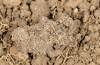 Eucarta virgo: Cocoon (e.l. rearing, E-Germany, Saxony, Oberlausitz, larva in mid-August 2017) [S]