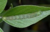 Heliothis viriplaca: Raupe (La Gomera, Februar 2013) [N]