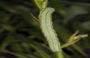 Heliothis viriplaca: Larva (NW-Bulgaria, Dragoman, early June 2018) [M]