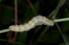 Heliothis viriplaca: Larva (La Gomera, February 2013) [M]