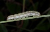 Heliothis viriplaca: Larva (La Gomera, February 2013) [M]