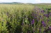 Heliothis viriplaca: Larvalhabitat (NW-Bulgarien, Dragoman, Anfang Juni 2018) [N]