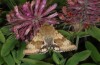 Heliothis viriplaca: Adult (Greece, Mount Vitsi near Kastoria, late June 2013) [N]