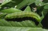 Heliothis viriplaca: Larva (La Gomera) [M]