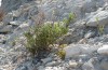 Condica viscosa: Mit Raupen besetzte Inula viscosa (Kreta, Ierapetra, Mai 2013) [N]