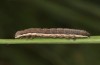 Thalpophila vitalba: Halbwüchsige Raupe (e.l. Spanien, Sierra de Gredos, Jungraupe Mitte Oktober 2021) [S]