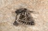 Thalpophila vitalba: Adult (e.l. rearing, Spain, Sierra de Gredos, young larva in mid-October 2021) [S]